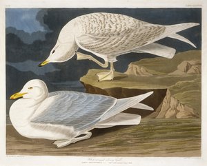 Witgevleugelde zilvermeeuw, gegraveerd door Robert Havell, Jr., 1835 (handgekleurde gravure) door John James after Audubon