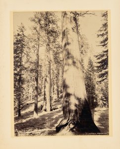 Grote bomen, Mariposa, Californië door John K. Hillers