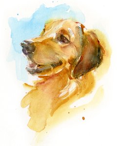 Golden Retriever, 2017