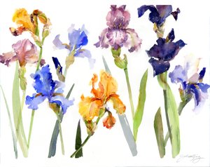 Iris door John Keeling