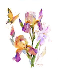 Iris met gele vlinder, 2016
