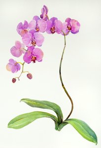 Orchidee botanisch, 2013 door John Keeling