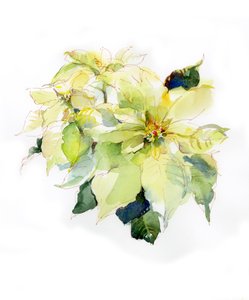 Witte Poinsettia