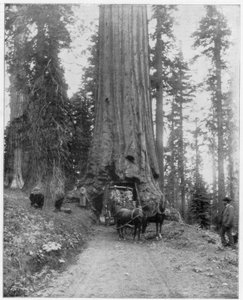 Weg door een reuzensequoia, Mariposa Grove, Wawona, Californië door John L. Stoddard