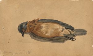 Dode vogel