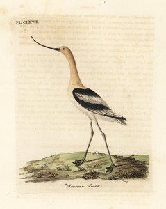 Amerikaanse kluut, Recurvirostra americana. Handgekleurde kopergravure getekend en gegraveerd door John Latham uit zijn eigen A General History of Birds, Winchester