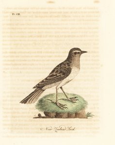 Australische pieper, Anthus novaeseelandiae. Handgekleurde kopergravure getekend en gegraveerd door John Latham uit zijn eigen A General History of Birds, Winchester door John Latham