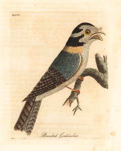 Australische nachtzwaluw, Aegotheles cristatus of tawny frogmouth, Podargus strigoides? Handgekleurde koperplaat getekend en gegraveerd door John Latham uit zijn eigen A General History of Birds, Winchester door John Latham