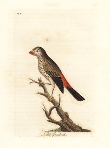 Mooie vuurstaart, Stagonopleura bella (Nitid grosbeak, Loxia nitida). Handgekleurde koperplaat getekend en gegraveerd door John Latham uit zijn eigen A General History of Birds, Winchester door John Latham