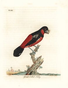 Zwart-en-rode breedbek, Cymbirhynchus macrorhynchos (Grootbek tody, Todus nasutus). Handgekleurde koperplaat getekend en gegraveerd door John Latham uit zijn eigen A General History of Birds, Winchester door John Latham