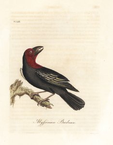 Zwartbekbaardvogel, Lybius guifsobalito. Handgekleurde koperplaat getekend en gegraveerd door John Latham uit zijn eigen A General History of Birds, Winchester door John Latham