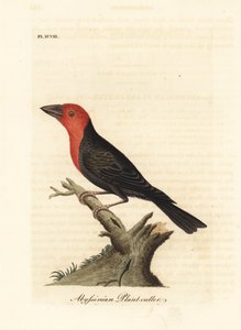 Zwartbekbaardvogel, Lybius guifsobalito (Abyssinische plantensnijder, Loxia tridactyla). Handgekleurde koperplaat getekend en gegraveerd door John Latham uit zijn eigen A General History of Birds, Winchester