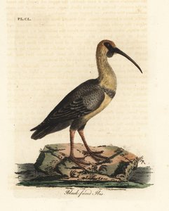 Zwartgezicht ibis, Theristicus melanopis. Handgekleurde kopergravure getekend en gegraveerd door John Latham uit zijn eigen A General History of Birds, Winchester door John Latham