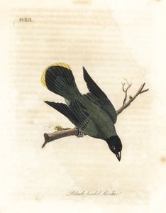 Zwartkopbuulbuul, Pycnonotus atriceps. Handgekleurde koperplaat getekend en gegraveerd door John Latham uit zijn eigen A General History of Birds, Winchester door John Latham