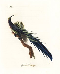 Zwarte sikkelvogel, Epimachus fastosus. Kwetsbaar. Handgekleurde koperplaat getekend en gegraveerd door John Latham uit zijn eigen A General History of Birds, Winchester door John Latham