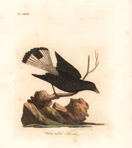 Zwarte tapuit, Oenanthe leucura (Witstaartlijster, Turdus leucurus). Handgekleurde koperplaat getekend en gegraveerd door John Latham uit zijn eigen A General History of Birds, Winchester door John Latham