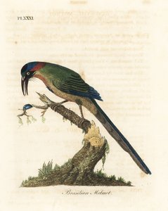 Blauwgekroonde motmot, Momotus momota. Handgekleurde koperplaat getekend en gegraveerd door John Latham uit zijn eigen A General History of Birds, Winchester door John Latham