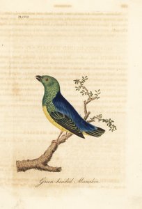 Blauwnapmanakin, Chlorophonia cyanea (Groenkopmanakin, inheems in Zuid-Amerika). Handgekleurde koperplaat getekend en gegraveerd door John Latham uit zijn eigen A General History of Birds, Winchester door John Latham