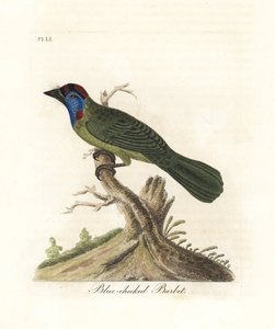 Blauwkeel- of bergbaardvogel, Psilopogon asiaticus. (Blauwwangbaardvogel, Trogon asiaticus). Handgekleurde koperplaat getekend en gegraveerd door John Latham uit zijn eigen A General History of Birds, Winchester door John Latham
