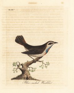 Blauwborst, Luscinia svecica. Handgekleurde koperplaat getekend en gegraveerd door John Latham uit zijn eigen A General History of Birds, Winchester door John Latham
