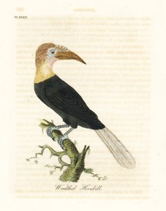 Papoea-neushoornvogel, Rhyticeros plicatus. Handgekleurde kopergravure getekend en gegraveerd door John Latham uit zijn eigen A General History of Birds, Winchester door John Latham