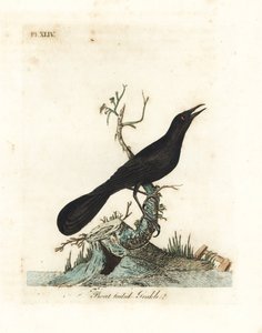 Bootstaarttroepiaal, Quiscalus major (Bootstaart grakle, Gracula barita). Handgekleurde koperplaat getekend en gegraveerd door John Latham uit zijn eigen A General History of Birds, Winchester