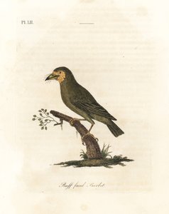 Bruinkopbaardvogel, Megalaima zeylanica. Handgekleurde kopergravure getekend en gegraveerd door John Latham uit zijn eigen A General History of Birds, Winchester door John Latham