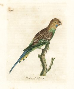 Parkiet, Melopsittacus undulatus. Handgekleurde koperplaat getekend en gegraveerd door John Latham uit zijn eigen A General History of Birds, Winchester door John Latham