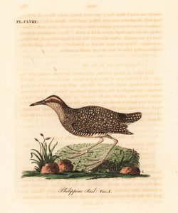 Buff-bandrail, Gallirallus philippensis. Handgekleurde kopergravure getekend en gegraveerd door John Latham uit zijn eigen A General History of Birds, Winchester door John Latham
