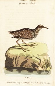 Buff-banded ral, Gallirallus philippensis