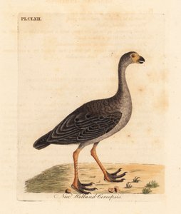 Kaapse Barren gans, Cereopsis novae hollandiae. Handgekleurde koperplaat getekend en gegraveerd door John Latham uit zijn eigen A General History of Birds, Winchester