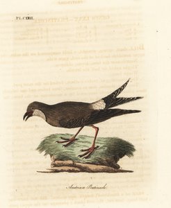 Kraagplevier, Glareola pratincola. Handgekleurde koperplaat getekend en gegraveerd door John Latham uit zijn eigen A General History of Birds, Winchester door John Latham