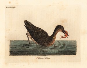 Aalscholver gebruikt voor vissen in Azië, mogelijk een grote aalscholver, Phalacrocorax carbo, of Japanse aalscholver, Phalacrocorax capillatus. Handgekleurde kopergravure getekend en gegraveerd door John Latham uit zijn eigen A General History of Birds, W door John Latham