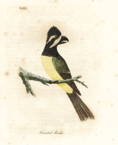 Kuifklauwier, Falcunculus frontatus. Handgekleurde koperplaat getekend en gegraveerd door John Latham uit zijn eigen A General History of Birds, Winchester door John Latham