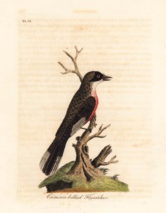 Crimson-bellied vliegenvanger, Muscicapa coccinigastra. Onbekende vogelsoort gekopieerd van een illustratie door de Port Jackson Painter. Handgekleurde koperplaat getekend en gegraveerd door John Latham uit zijn eigen A General History of Birds, Winchester
