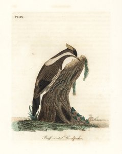 Crimson-crested specht, Campephilus melanoleucos (Buff-crested specht, Picus melanoleucus). Gebaseerd op een huid in het Leverian Museum. Handgekleurde koperplaat getekend en gegraveerd door John Latham uit zijn eigen A General History of Birds, Winchester door John Latham