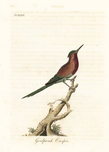 Crimson honingzuiger, Aethopyga siparaja seheriae (Goulpourah kruiper). Handgekleurde koperplaat getekend en gegraveerd door John Latham uit zijn eigen A General History of Birds, Winchester door John Latham