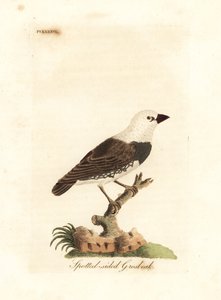 Diamantvink, Stagonopleura guttata (Gevlekte zijvink, Fringilla leucocephala). Handgekleurde koperplaat getekend en gegraveerd door John Latham uit zijn eigen A General History of Birds, Winchester door John Latham