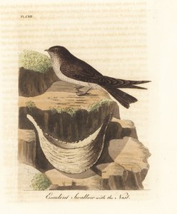 Eetbare nestgierzwaluw, Aerodramus fuciphagus, en nest van speeksel, gebruikt in vogelnestsoep. Handgekleurde koperplaat getekend en gegraveerd door John Latham uit zijn eigen A General History of Birds, Winchester door John Latham