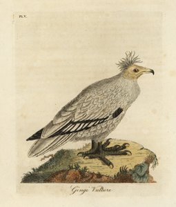 Egyptische gier, Neophron percnopterus ginginianus door John Latham