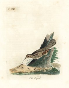 Euraziatische draaihals, Jynx torquilla. Handgekleurde koperplaat getekend en gegraveerd door John Latham uit zijn eigen A General History of Birds, Winchester