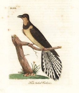 Waaiervormige koekoek, Cacomantis flabelliformis. Handgekleurde koperplaat getekend en gegraveerd door John Latham uit zijn eigen A General History of Birds, Winchester door John Latham