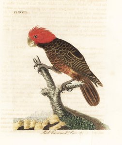 Gang-gang kaketoe, Callocephalon fimbriatum. Handgekleurde kopergravure getekend en gegraveerd door John Latham uit zijn eigen A General History of Birds, Winchester door John Latham