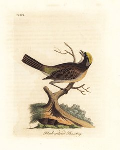 Goudkruinsparrow, Zonotrichia atricapilla (Zwartkruin bunting, Emberiza atricapilla). Handgekleurde koperplaat getekend en gegraveerd door John Latham uit zijn eigen A General History of Birds, Winchester