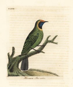 Goudvoorhoofdbladvogel, Chloropsis aurifrons. (Hurruwa bijeneter, India.) Handgekleurde koperplaat getekend en gegraveerd door John Latham uit zijn eigen A General History of Birds, Winchester door John Latham