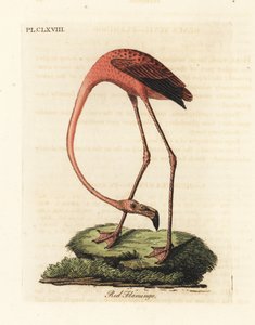 Grote flamingo, Phoenicopterus roseus, of Amerikaanse flamingo, Phoenicopterus ruber (Rode flamingo, Phaenicopterus ruber). Handgekleurde koperplaat getekend en gegraveerd door John Latham uit zijn eigen A General History of Birds, Winchester door John Latham