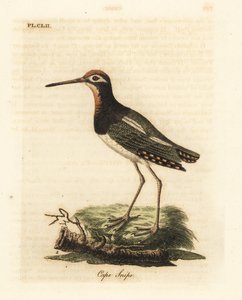 Grote verf-snip, Rostratula benghalensis (Kaapse snip, Scolopax capensis). Handgekleurde koperplaat getekend en gegraveerd door John Latham uit zijn eigen A General History of Birds, Winchester door John Latham