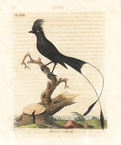 Grote raketstaartdrongo, Dicrurus paradiseus (Malabar klauwier, Lanius malabaricus). Handgekleurde koperplaat getekend en gegraveerd door John Latham uit zijn eigen A General History of Birds, Winchester