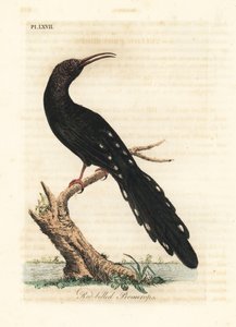 Groene houtkoekoek, Phoeniculus purpureus (Roodbekpromerops, Upupa erythrorynchos). Handgekleurde koperplaat getekend en gegraveerd door John Latham uit zijn eigen A General History of Birds, Winchester