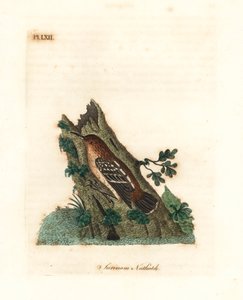 Guyaanse straatmiervogel, Myrmotherula surinamensis. Kwetsbaar. Handgekleurde koperplaat getekend en gegraveerd door John Latham uit zijn eigen A General History of Birds, Winchester door John Latham